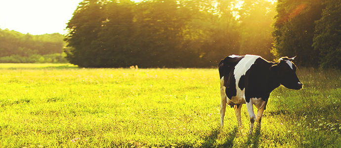 Colostrum naturalne bogactwo dobroczynnych składników