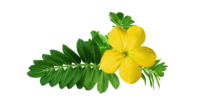 Tribulus naturalny booster testosteronu?